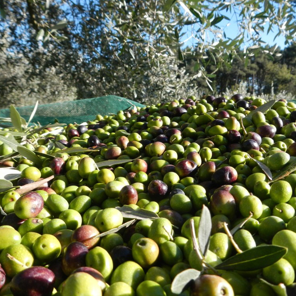 raccolta olive