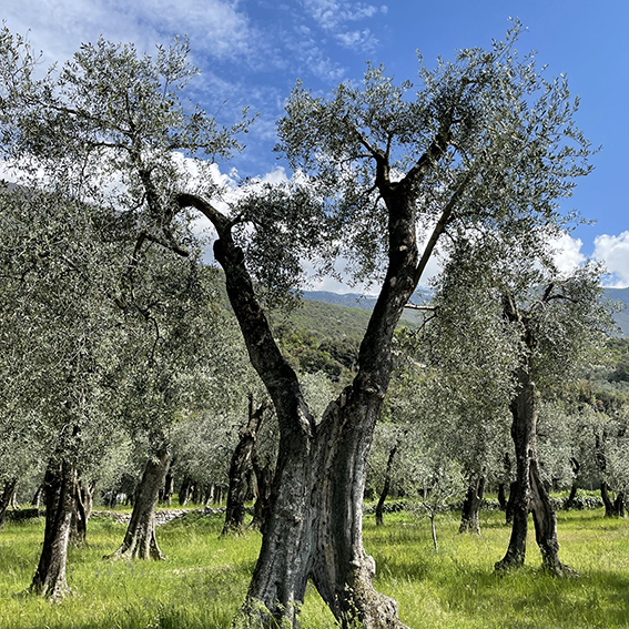 gli ulivi le creve garda dop