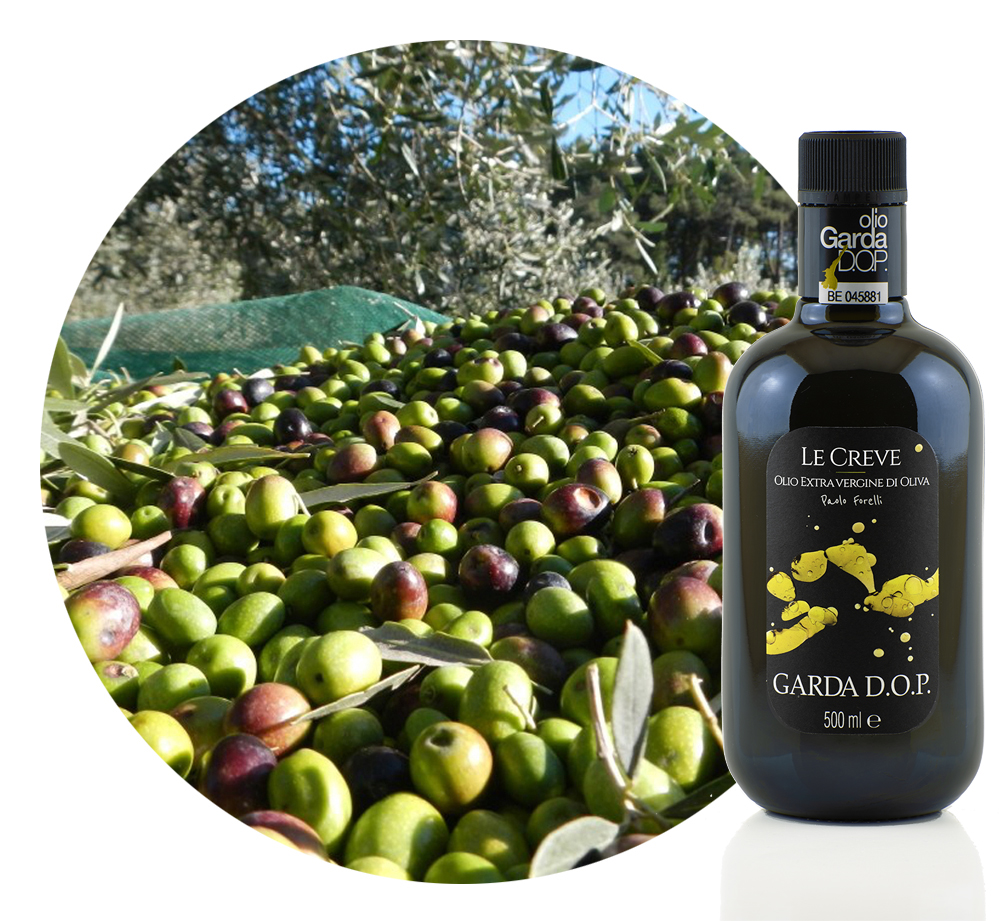 olive copia copia